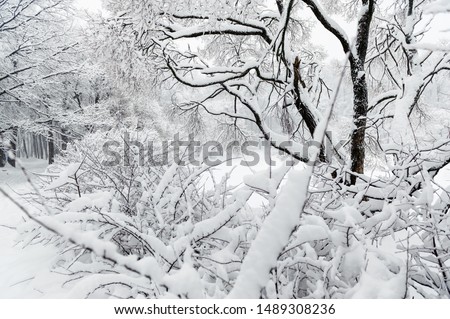 Scenic image of spruces tree. Frosty day, calm wintry scene. Ski resort. Great picture of wild area. Explore the beauty of earth. Tourism concept. Happy New Year! Trees with snow in winter park