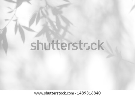 Gray shadow of the willow tree leaves on a white wall. Abstract neutral nature concept blurred background. Space for text. Overlay effect for photo.