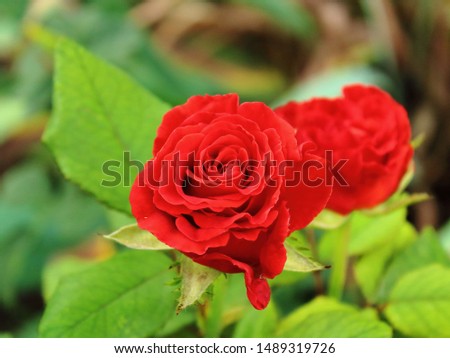 rose blossoms closeup blurred background
