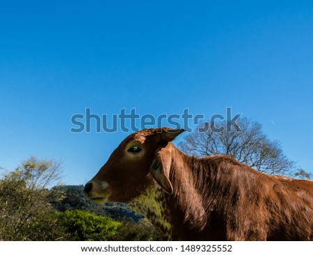 Brown heifer enjoying the sun. Tame and tame cow. Rio Grande do Sul, Brasil.