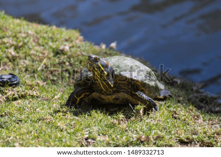 Proud turtle on the grass by the pond