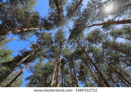 Cups and pine logs seen from below with blue sky