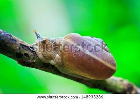 closeup of snail in the rainforest southeast asia and asian thailand