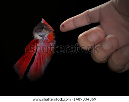 feed the red siamese fighting half moon fish by hand on isolated black background. fish food on finger. betta exotic fish swimming with fin,long tail .
close up and focus selection with CLIPPING PATH
