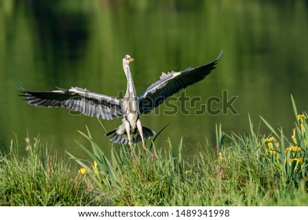 Grey heron (Ardea cinerea), Auvergne, France.