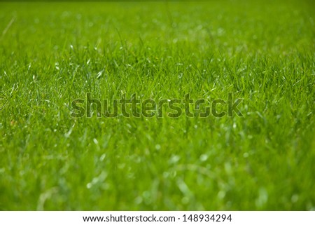 a full frame bright green grass background