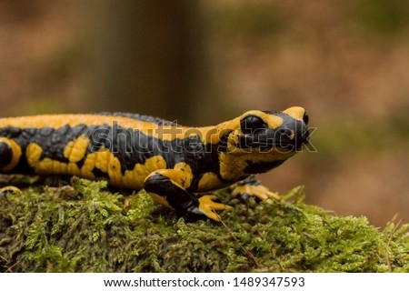 Fire Salamander (Salamandra salamandra) from a mild forest in Germany