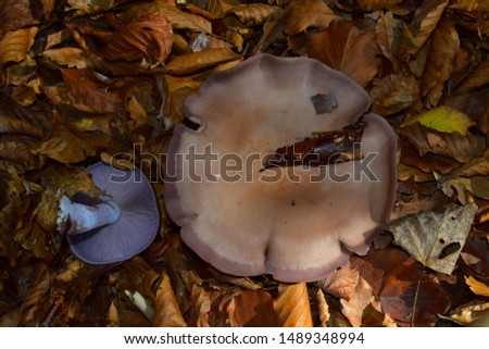 Wood blewit (Clitocybe nuda), also known as Lepista nuda is an edible mushroom species that grows in Europe and North America. The purple coloration makes it distinctive.