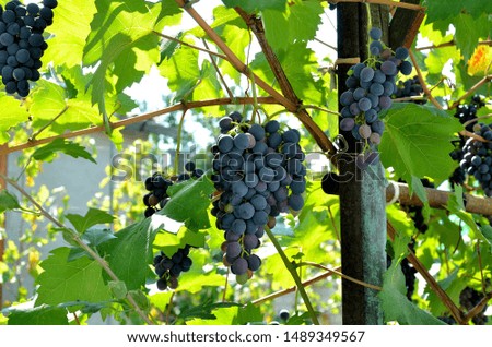 Grapes growing in the garden on a sunny summer day. A bunch of grapes ripened for consumption. Grown in a village in a small garden.