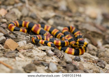 Coral Snake (Micrurus pachecogili) from southern Mexico. One of the first pictures of this snake species.