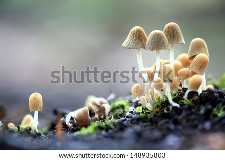 small mushrooms toadstools Royalty-Free Stock Photo #148935803