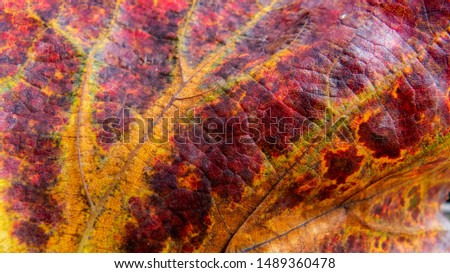 grape leaf in the typical autumn color