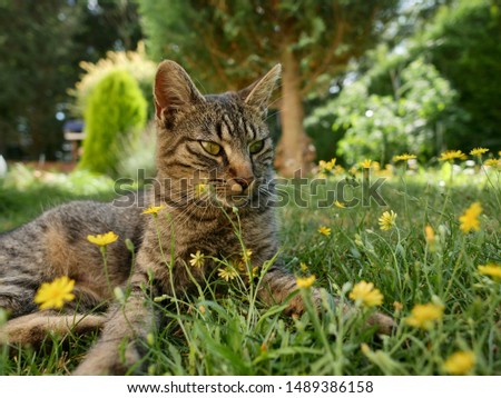 grey kitten lying on the grass among yellow flowers, beautiful sweet view, summer morning sun - image