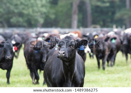 Black Angus heifer from the chest up in-focus in the foreground with the herd behind her out-of-focus with negative space above.