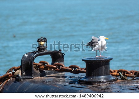 A close-up view of a seagull standing on a submarine