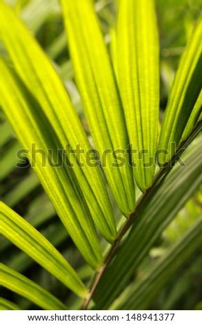 Close up picture of fresh and green oil palm leaves Image