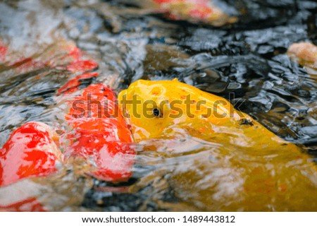 Koi fish colourful swim in the pond and eating food  