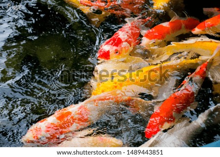 Koi fish colourful swim in the pond and eating food  