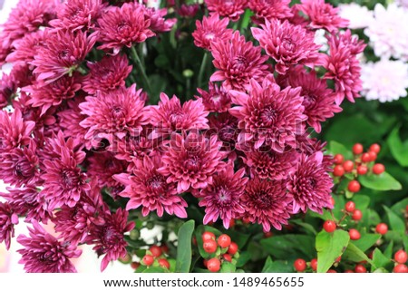 Wild chrysanthemums are flowers that grow outdoors.
