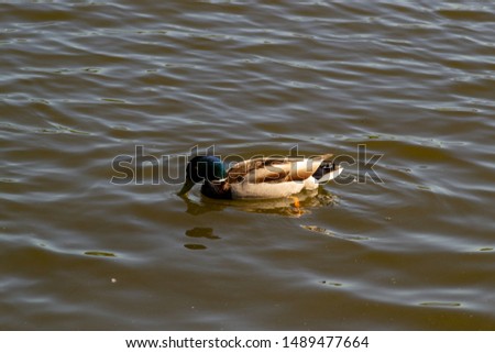 A male duck (drake) with a blue-green neck swims in the lake. Side view of a swimming duck.