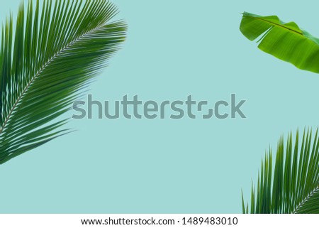 Concept of natural coconut leaves and banana leaves on pastel colored backgrounds