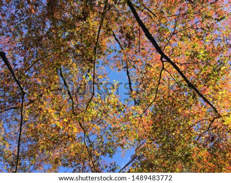 Fall foliage in Japan - colored leaves