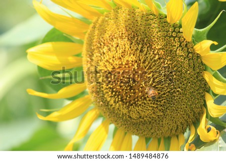 a close‐up picture of sunflower