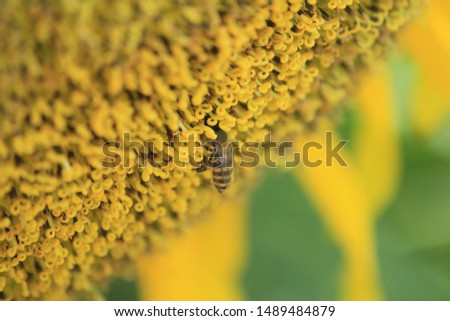 a close‐up picture of sunflower and bee