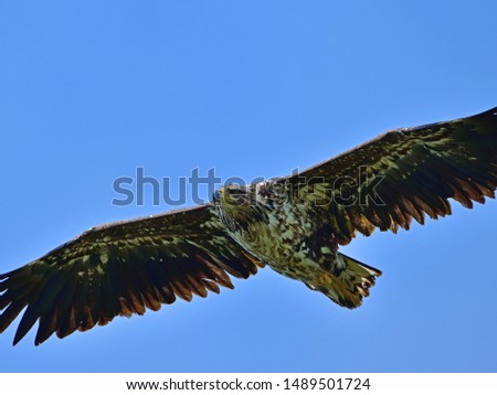 Young White tailed eagle (Ojirowashi) is flying calmly in a blue sky background at Hokkaido