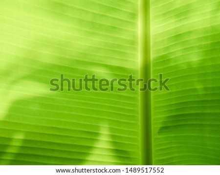 Close-up the bottom of the green banana leaf.