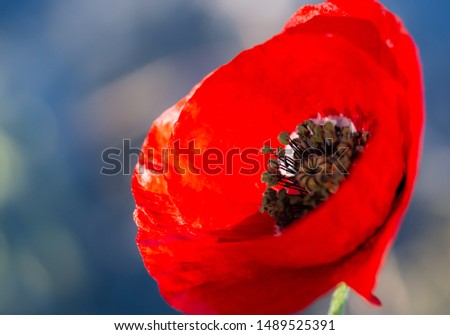A macro shot of a bright red poppy lit by the early morning sun