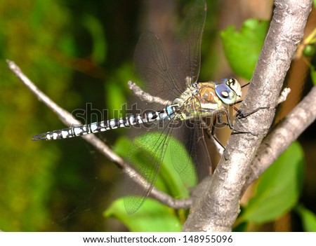 Dragonfly closeup