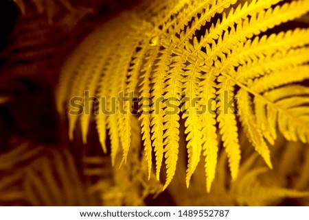 Beautiful background of yellow fern leaves. Top view.