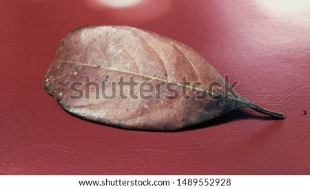 macro photo of dried jackfruit leaves on a red background
