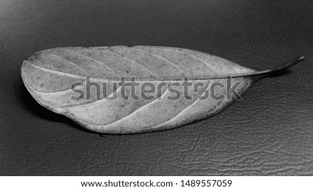macro photo of dried jackfruit leaves, black white color