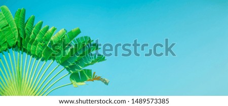 Natural green palm leaves On a blue background