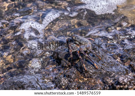 Up close photo on stripped shore crab sitting on a black lava rock at Kamaole beach II, Kihei, Maui, Hawaii