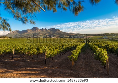 Beautiful landscape of Cape Winelands, wine growing region in South Africa Royalty-Free Stock Photo #1489583693
