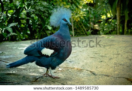 Victoria crowned pigeon - Goura Victoria standing side way in a horizontal picture frame 
