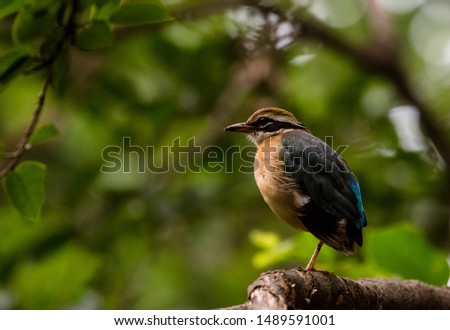 Indian Pitta sitting on the perch of tree..The bird have the 9 different colors on body which makes their unique and more colorful bird