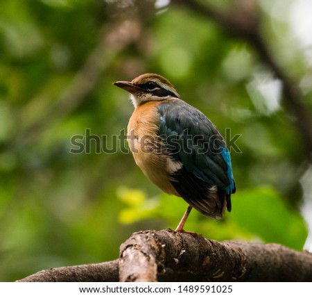 Indian Pitta sitting on the perch of tree..The bird have the 9 different colors on body which makes their unique and more colorful bird