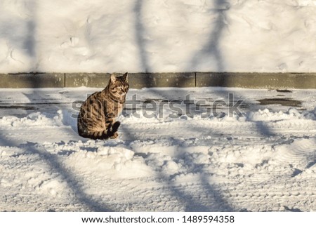 Beautiful cat sits on a winter road. 
Home cat on a snowy road.