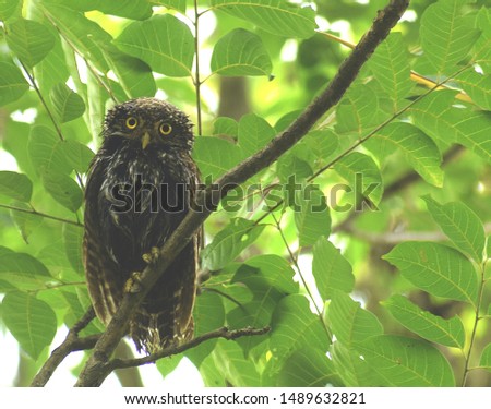 stunning picture of Asian barred owlet ( glaucidium cuculoides) sitting on tree branch staring at camera.