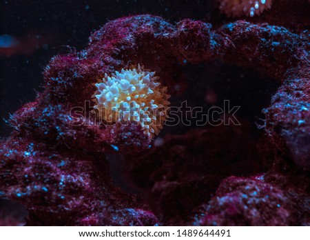aquarium sea jelly fish coral