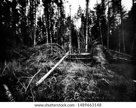 Forest after the big storm, Co. Fermanagh, Northern Ireland. This black and white camera obscura photo is NOT sharp due to camera characteristic. Taken on analogue photographic large format camera