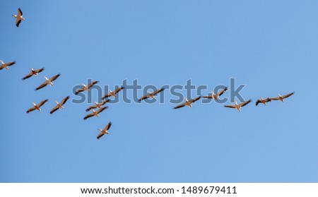 Birds immigrating and flying Lebanon