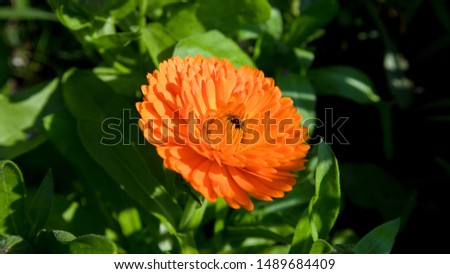 Orange Calendula flowers in a garden border, England, United Kingdom