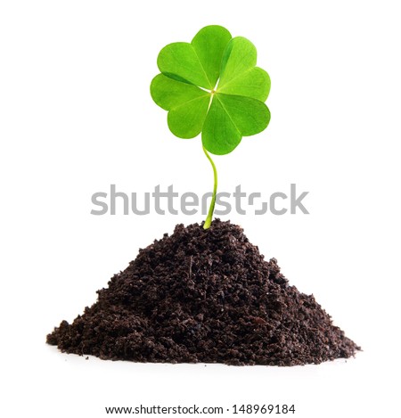 Four-leaf clover isolated in ground.