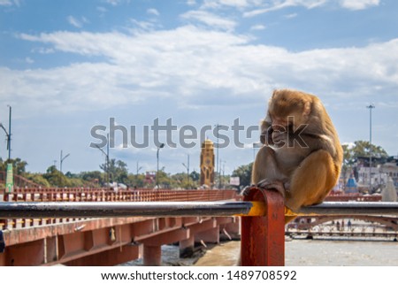monkey sitting on a bridge and eating food in Haridwar, India