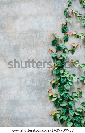 The background image is a cement wall with trees